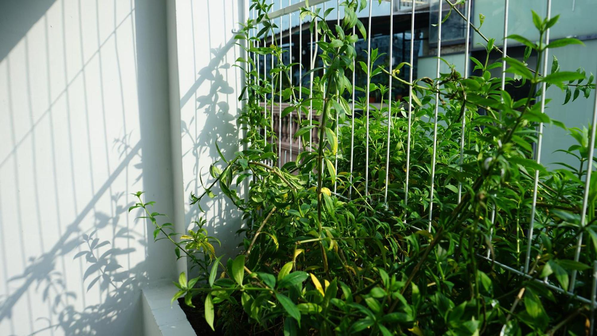 Maiam Homestay Hô Chi Minh-Ville Extérieur photo